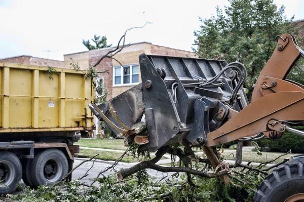 Local tree service near me With Certified Tree Experts