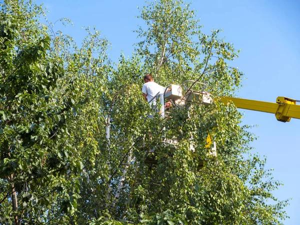 Reliable Springfield Tree Services for Storm Cleanup