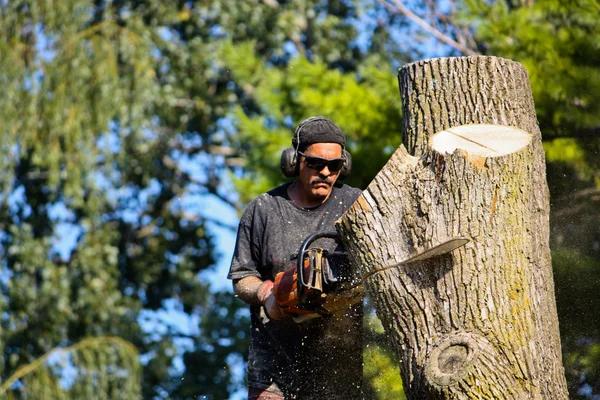 Professional Tree Service in Auburn for Safe and Healthy Trees