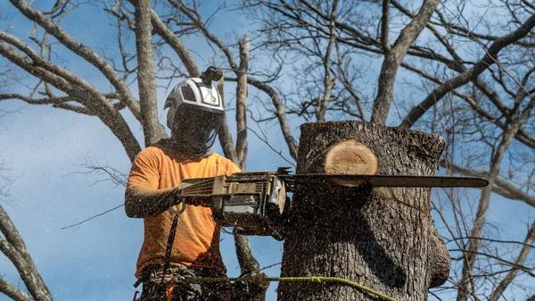 Professional Tree Service Near Me Solutions