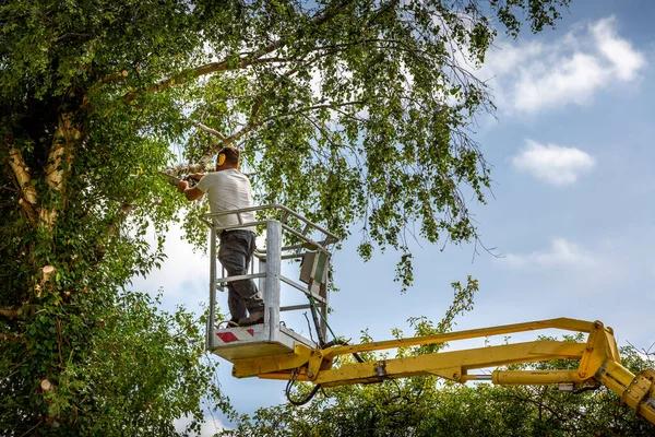 Experienced Arborists Providing Complete Tree Solutions