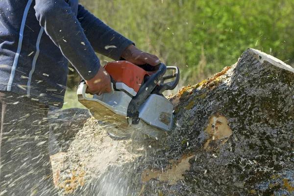 Dependable Tree Service Auburn for All Your Tree Care Needs